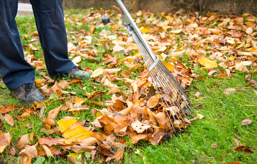 Yard Cleaning